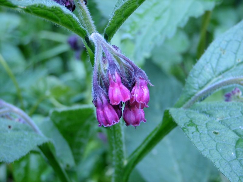 2009 Marais de la Voise 19